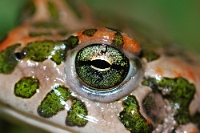 04953 Bufo virdis (Rospo smeraldino)
